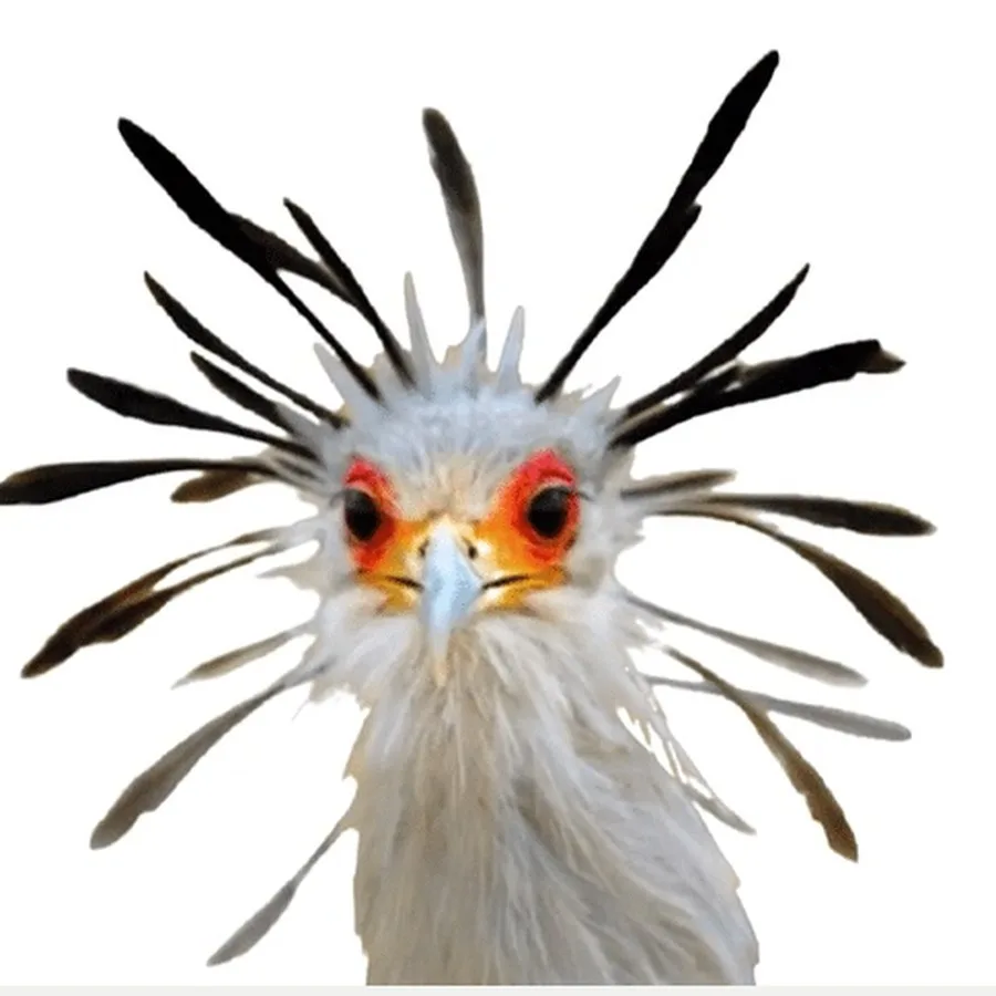 Close-up portrait of a secretary bird, part of Bravabird's brand identity artwork